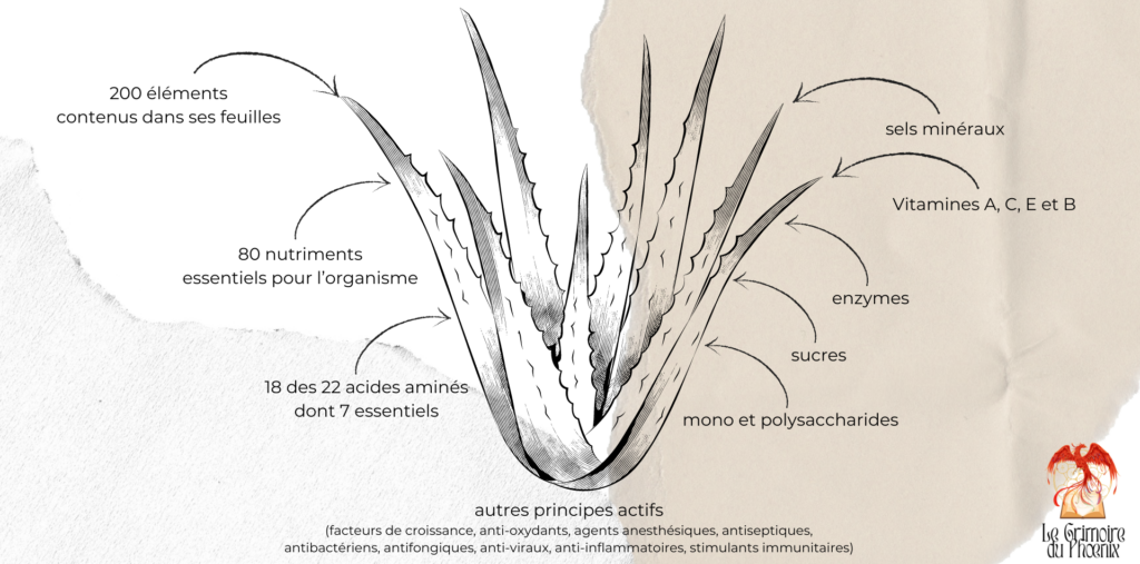 Aloe vera, une plante magique riche en principes actifs et nutriments - Le Grimoire du Phoenix